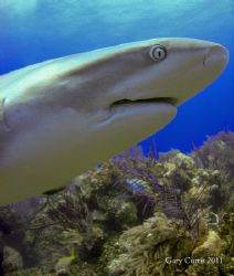 'Have you seen my spare set of Teeth?' a curious Reef Sha... by Gary Curtis 